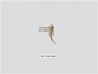 藏品(蟻蛉69)的圖片